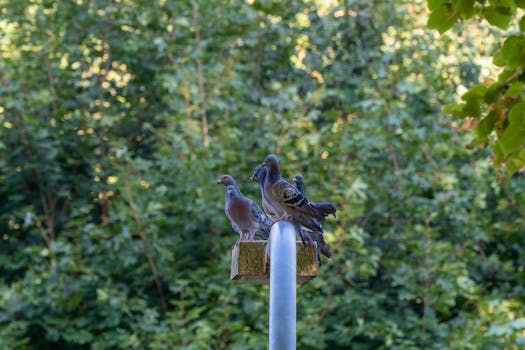Genetika a úspech v chove poštových holubov: Prečo je dôležitá?