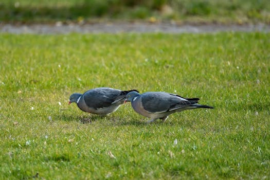 Očkovanie Poštových Holubov: Kľúč k Zdraviu a Úspechu v Chove