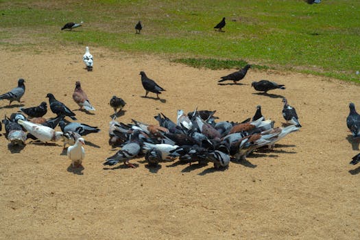 Optimalizujte správanie poštových holubov aj v malých priestoroch!
