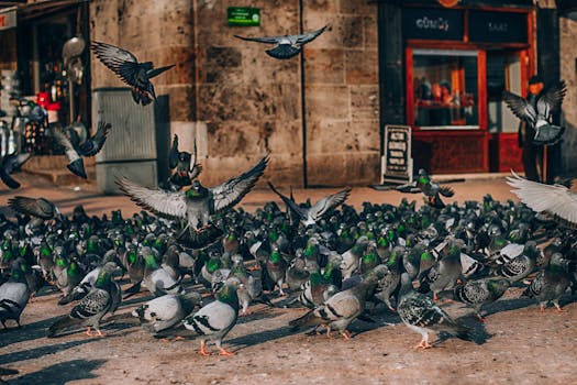 Znížte stres u poštových holubov: Efektívne stratégie pre zdravé kŕdle