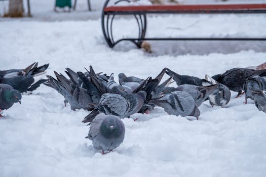 Zimná starostlivosť o poštové holuby: Komplexný návod na zdravé stádo