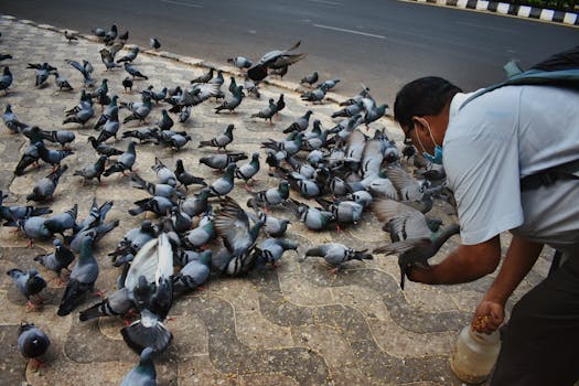 Maximalizujte výkon poštových holubov: Optimalizácia krmiva a doplnkov