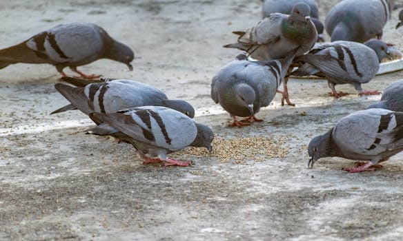 Optimalizované Krmivo: Tajomstvo Úspechu Pretekárskych Poštových Holubov
