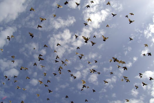 Optimalizujte výkon poštových holubov počas letu: Stratégie a tipy