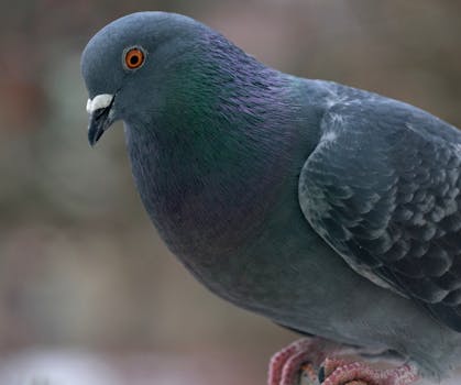 Staňte sa členom SZCHH: Výhody a možnosti pre chovateľov holubov