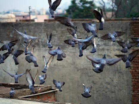 Moderné Metódy Trénovania Poštových Holubov: Úspech v Lete