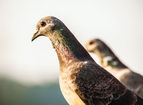 Tajomstvá poštových holubov: Chov, výkon a využitie