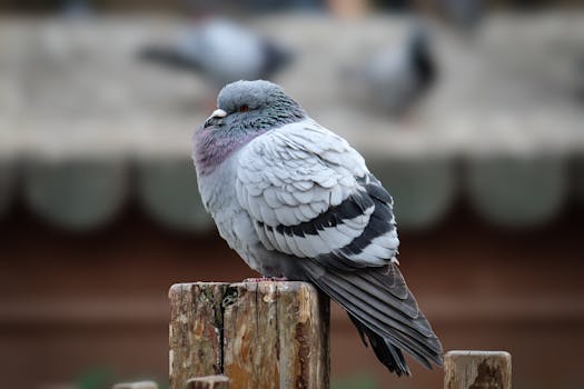 Poštové holuby: Staroveký šport v modernom svete a jeho význam