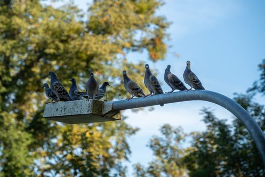 Veterinárna starostlivosť zvyšuje úspech chovu poštových holubov